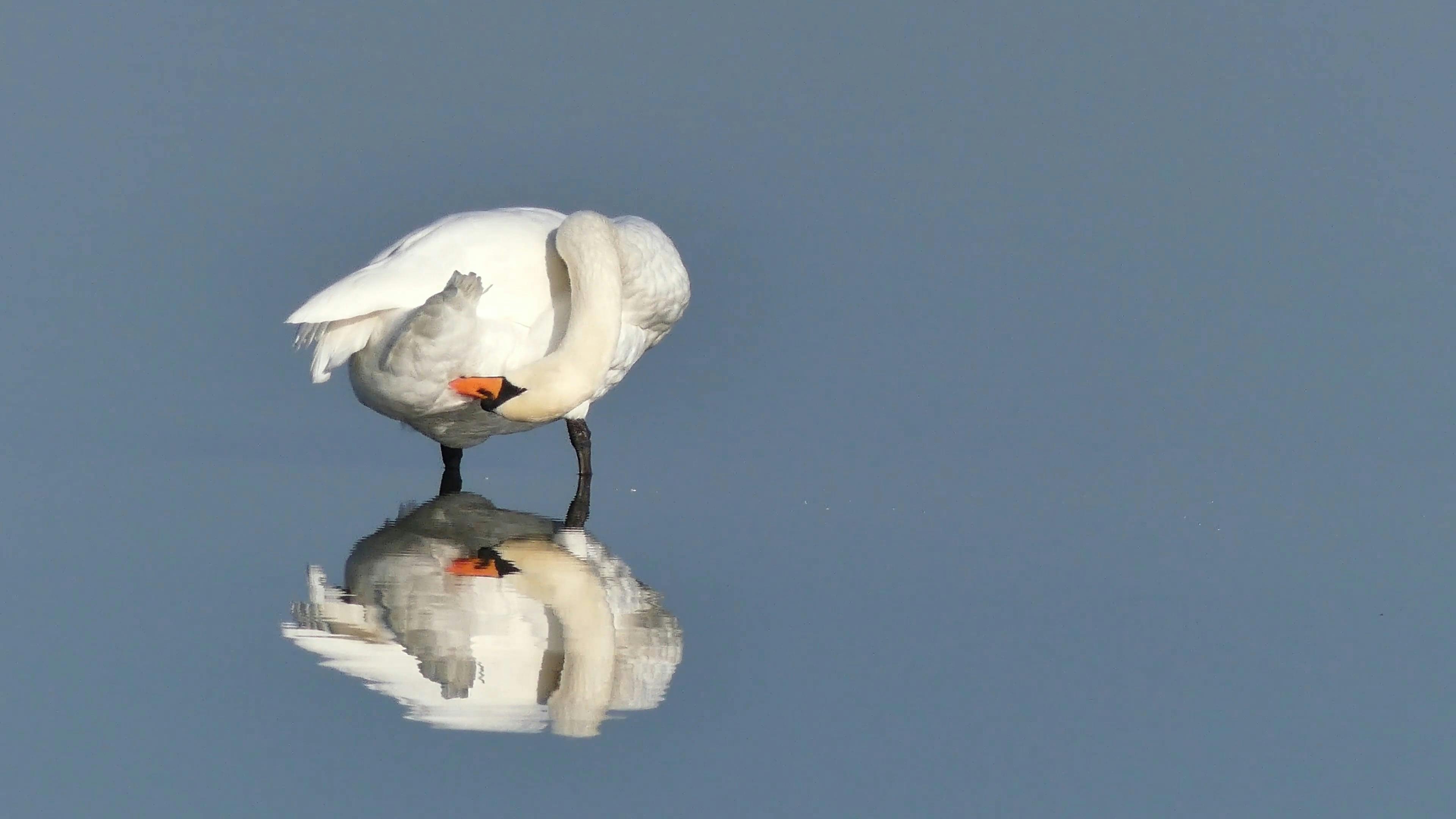 Video by Klaus Schulz