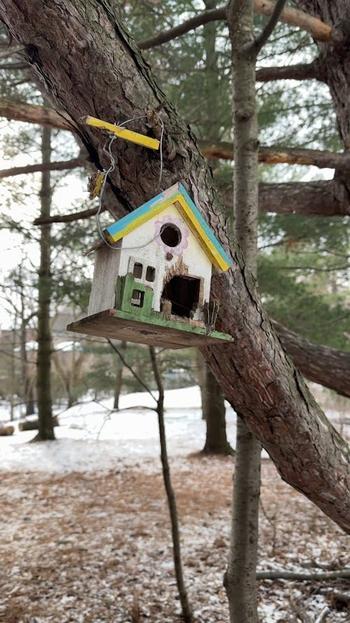 Bird House Slow Motion