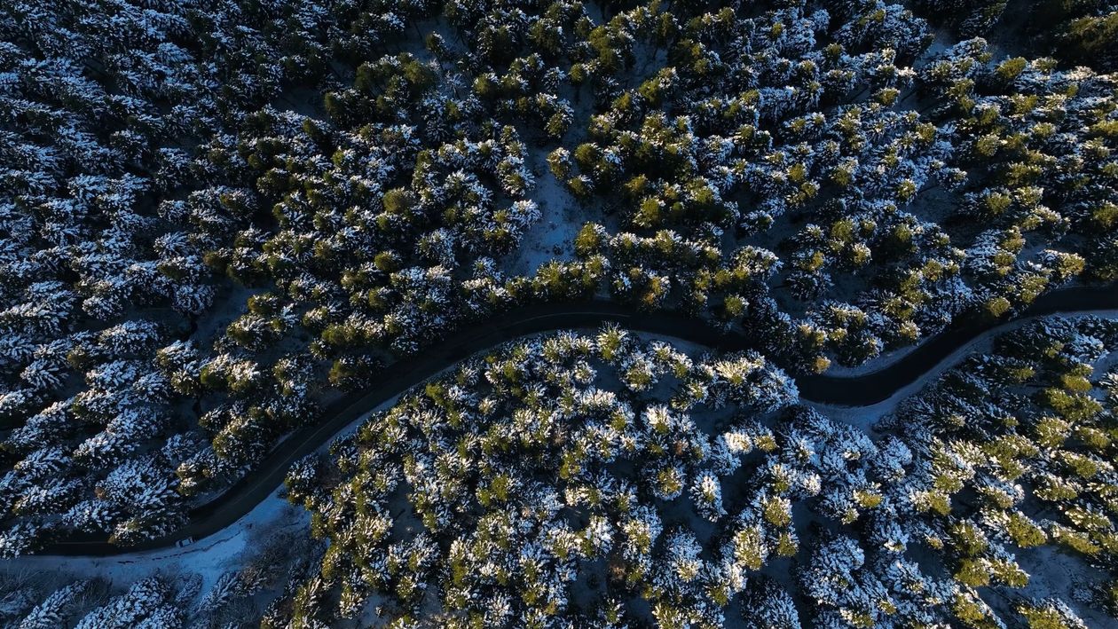 An aerial view of a forest with snow on the ground Free Stock Video ...