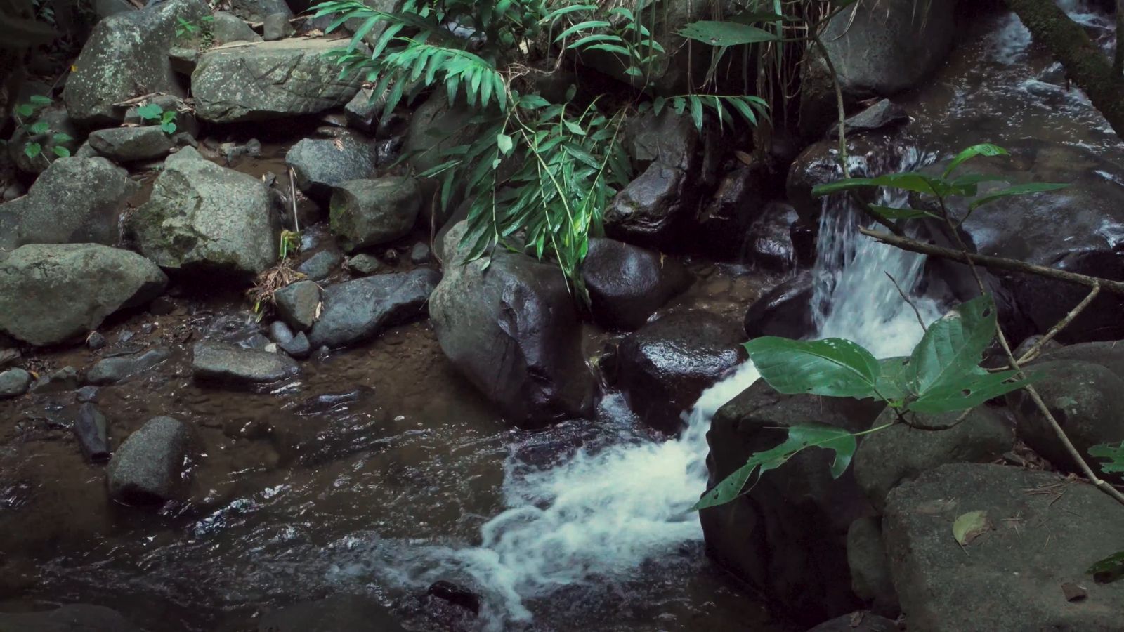 A Drone Footage of a River Streaming Between Trees at the Forest Free ...