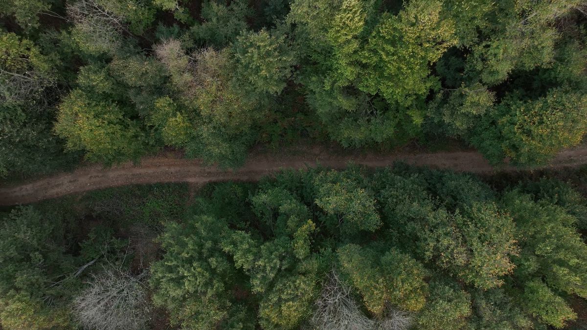 Drone View of Misty Forest Landscape at Dawn Free Stock Video Footage ...
