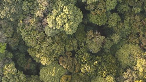 Lush Green Tropical Forest Aerial View Free Stock Video Footage ...