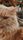 furry