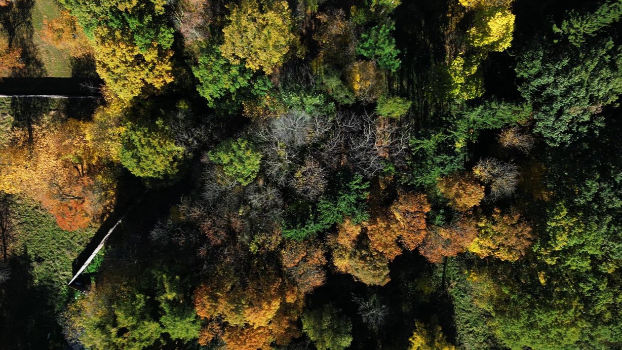 Aerial view of the forest in autumn Free Stock Video Footage, Royalty ...