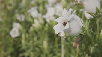 风铃花免费下载视频素材免费下载视频素材