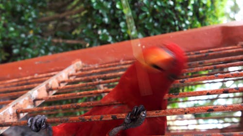 一隻紅鸚鵡的特寫視圖