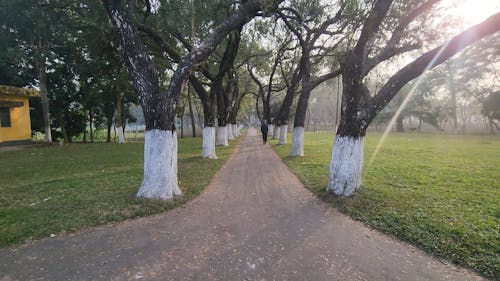 Beautiful trees 