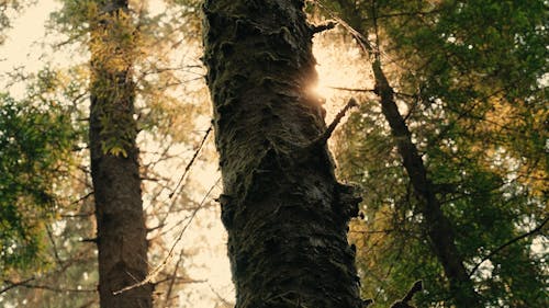 Sunlight Through The Trees