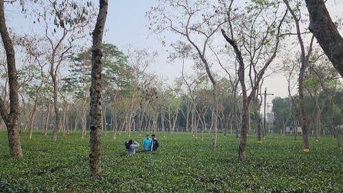 Tea Garden