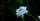 white rose