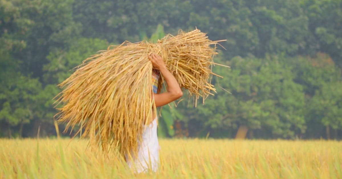 A man carrying a bundle of rice in a field Free Stock Video Footage ...