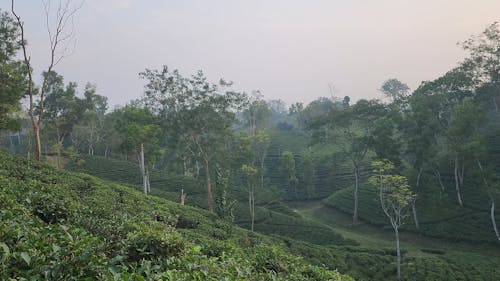 Tea Garden In Sylhet Bangladesh