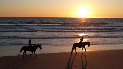 Horses on the ocean beach at sunset 