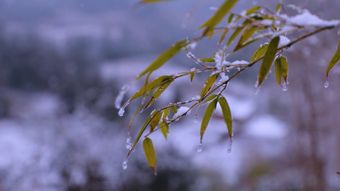 节气白露高清视频视频素材视频素材