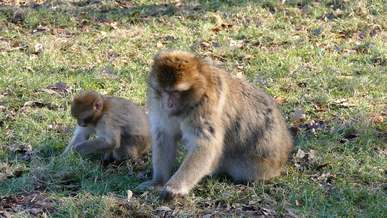 monkeys feeding on grass
