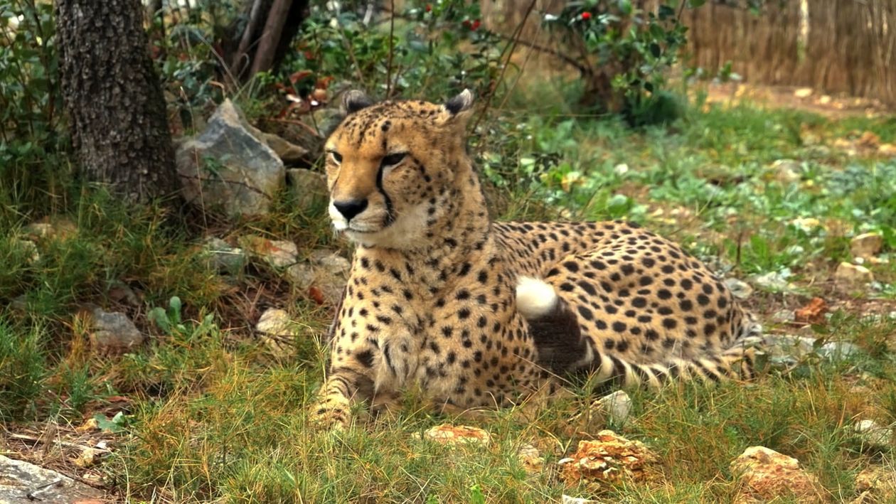 Vídeos de stock gratuitos sobre aburrimiento, acinonyx jubatus ...