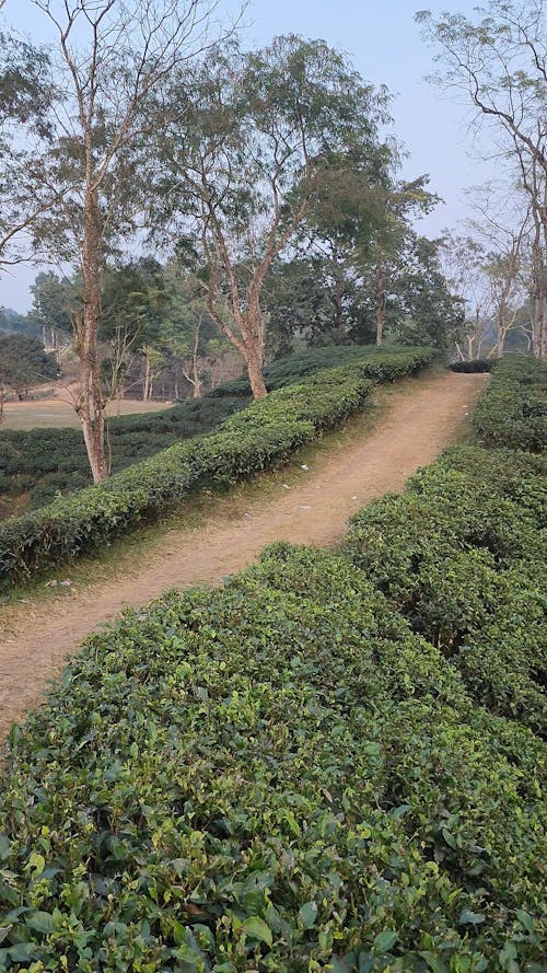 Beautiful Tea Garden, green trees Sreemangal