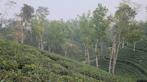 Tea Garden, Tea growing, Tea field