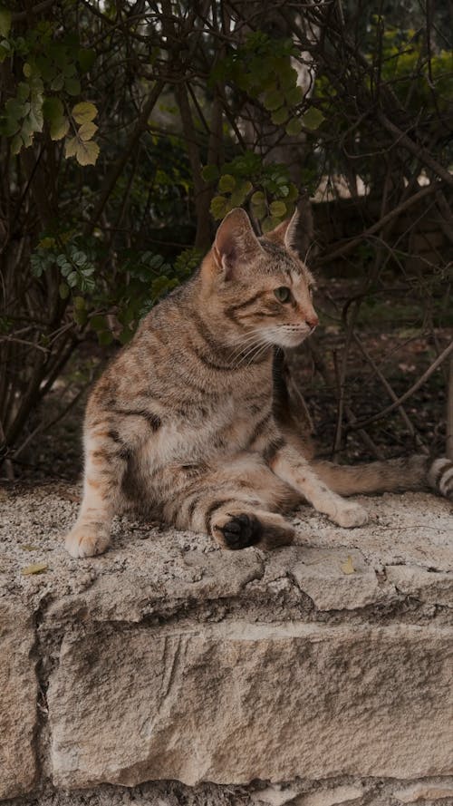 Relaxing Cat 