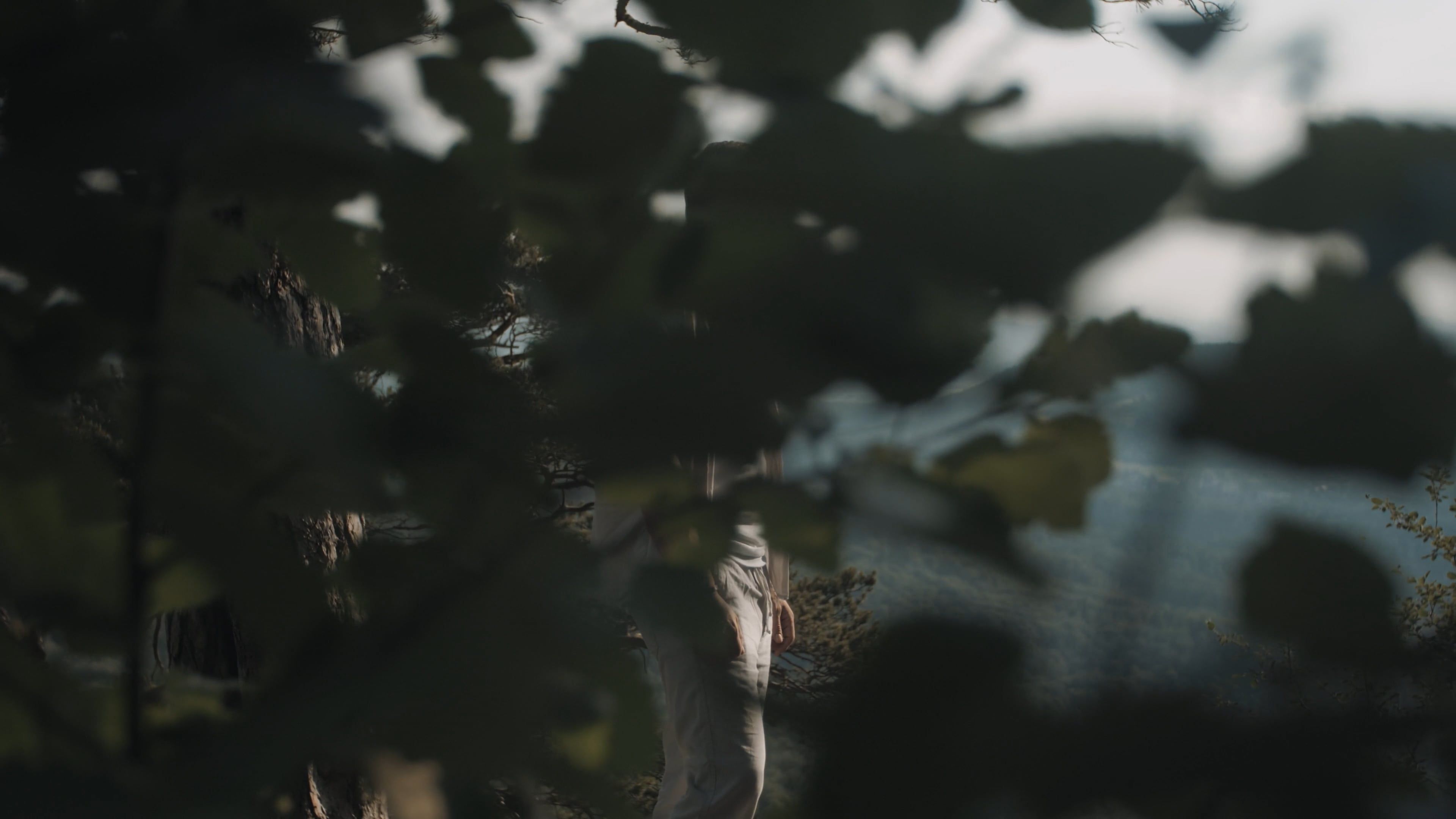 Filming The Trees And Leaves Videos, Download The BEST Free 4k Stock ...