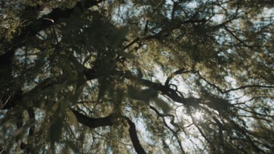 Nature Videos Videos, Download The BEST Free 4k Stock Video Footage ...