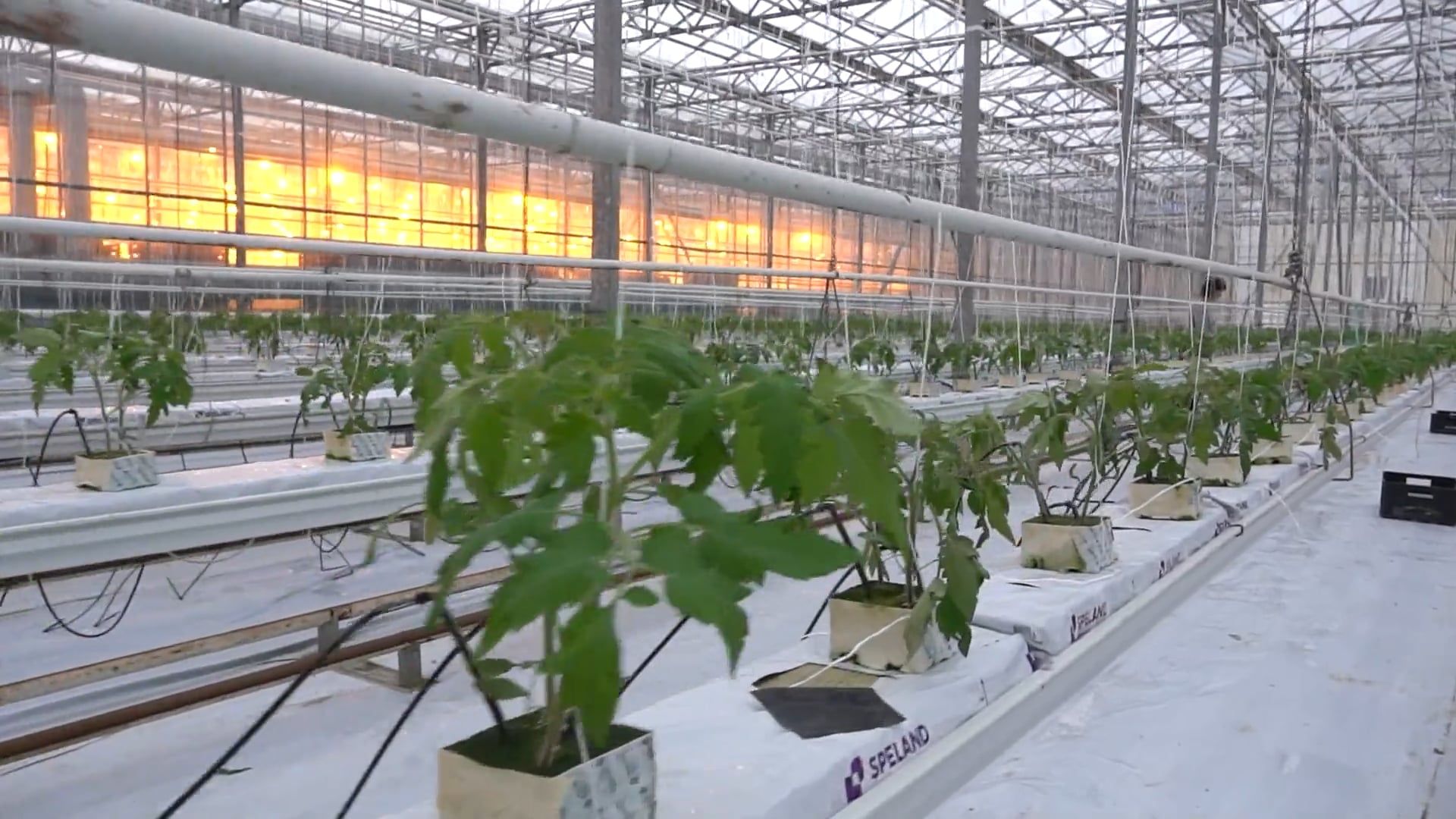 Rows of crops growing inside a sunlit modern greenhouse