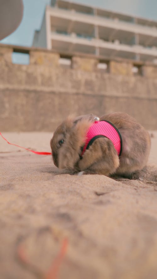 Cute Rabbit Digs Sand at Praia Grande in Portugal