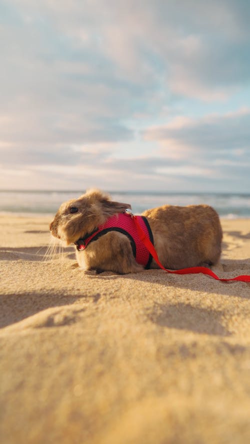 Cute Rabbit Digs Sand at Sunset on Praia Grande in Portugal