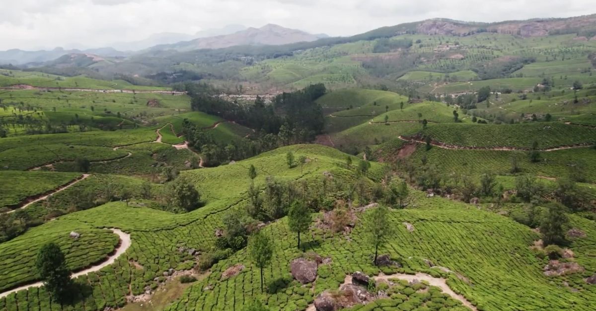 Tea Terrains Tea Plantation, Tea Plants ariel Free Stock Video Footage, Royalty-Free ...