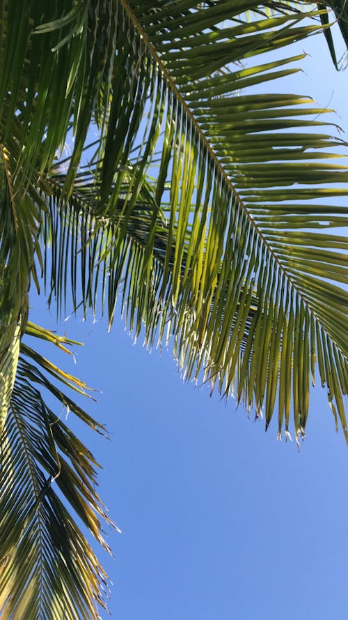 The Leaves Of A Coconut Tree