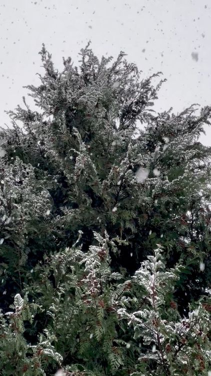 Snowfall Video Download snowfall Free Stock Video Footage, Royalty-Free 4K & HD Video Clip