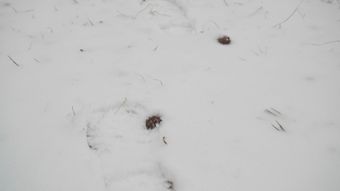 雪蛤视频素材视频素材