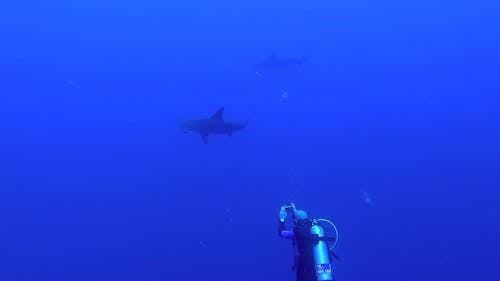 Egypt Red Sea - BDE - Diver taking pictures underwater of hammerhead sharks in deep water
