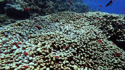 Egypt Red Sea - BDE - Swimming above corals and among little goldfish in a tropical sea