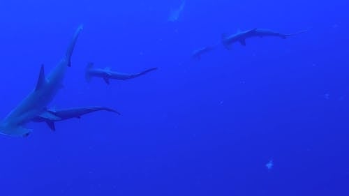 Hammerhead sharks swimming under a diver in the deep blue - Egypt Red Sea - BDE