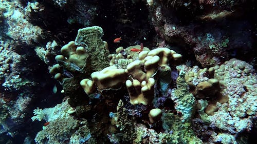 Little fish swimming around a coral in a tropical sea - Egypt Red Sea - BDE