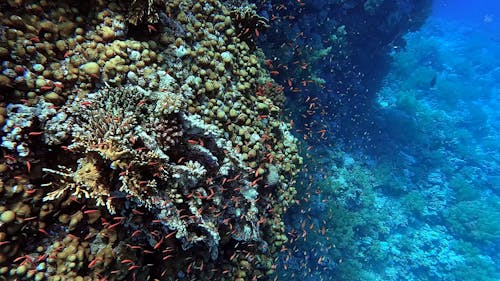 Egypt Red Sea - BDE - Swimming above corals and among little goldfish in a tropical sea