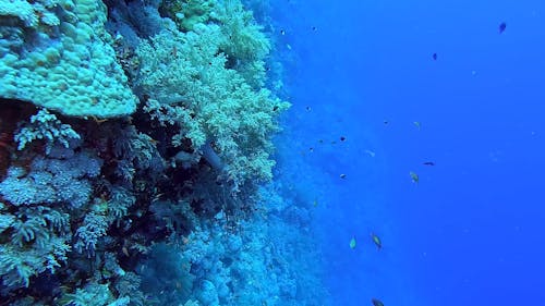 Egypt Red Sea - BDE - Swimming next to coral fixed on a reef in a tropical sea