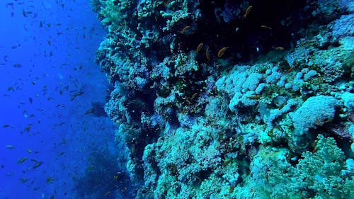 Swimming next to a reef full of fishes in a tropical sea - Egypt Red Sea - BDE