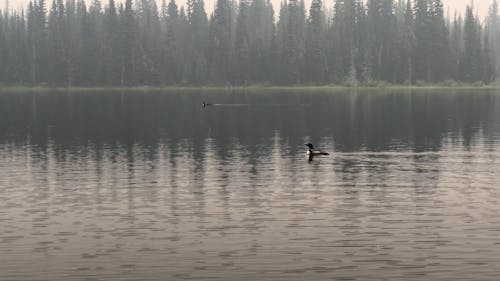 Loon calling on lake
