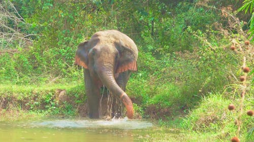 ELEPHANT BATH (5)