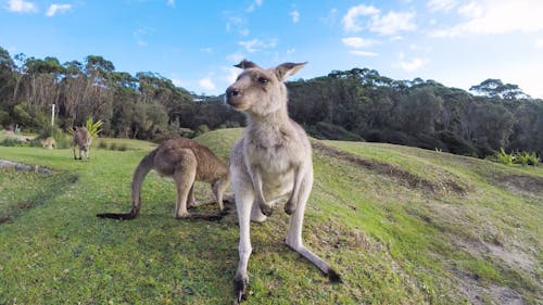 Kangaroo burping at a beach in Australia