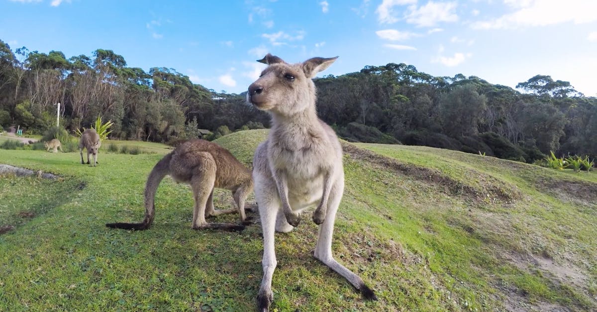 Kangaroo burping at a beach in Australia Free Stock Video Footage ...