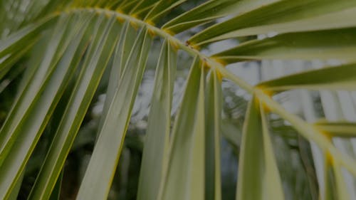 slow pan over foliage