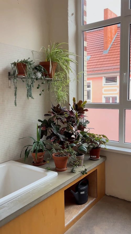 plants bath