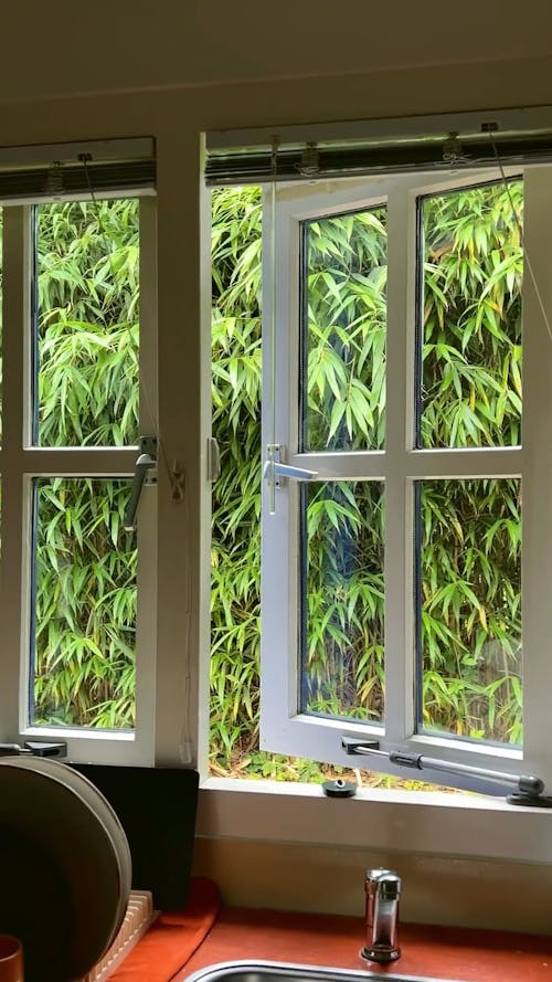bamboo window