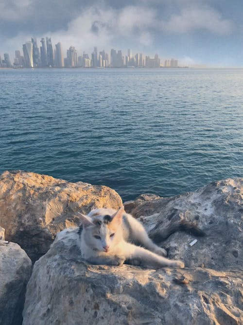 Cat Lying On Rock With City Background