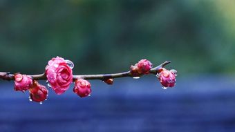 节气白露高清视频免费下载视频素材
