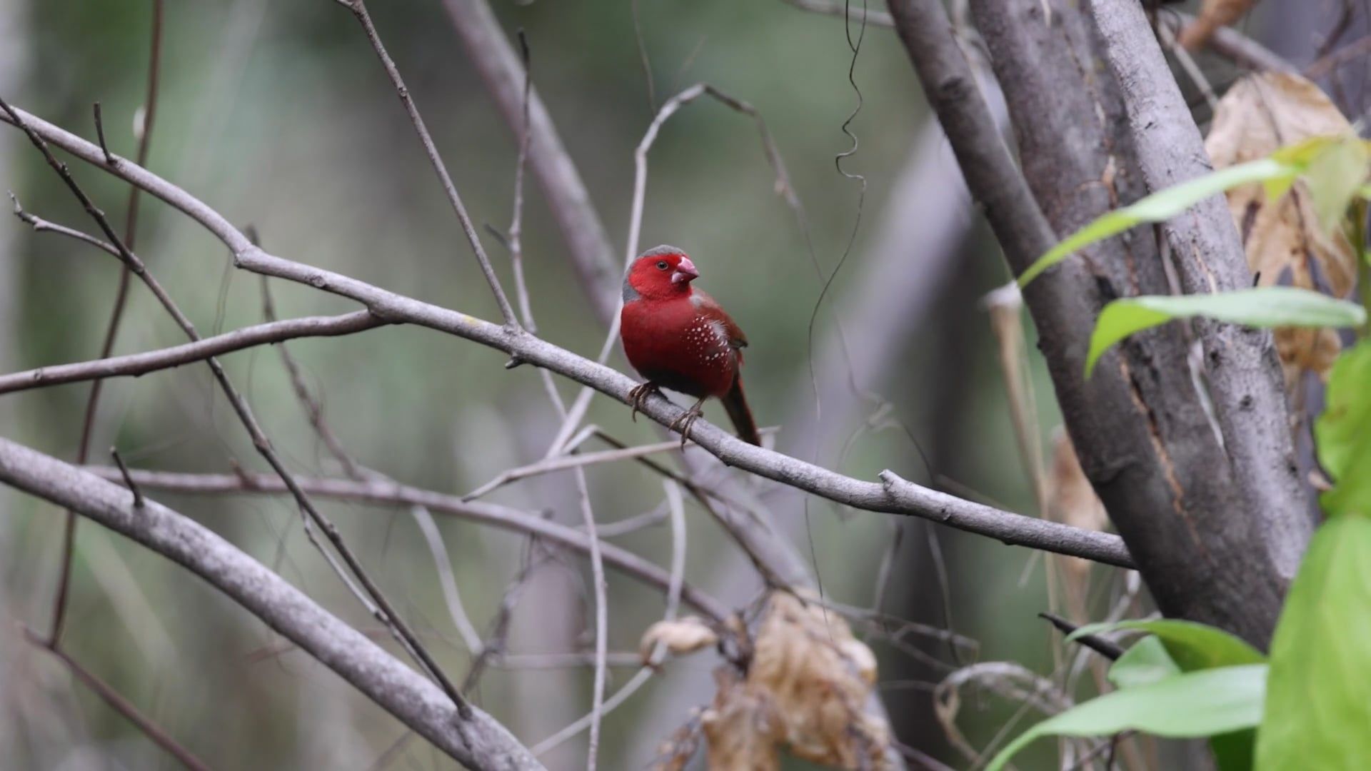 Crimson Finch Grooming Free Stock Video Footage, Royalty-Free 4K & HD ...
