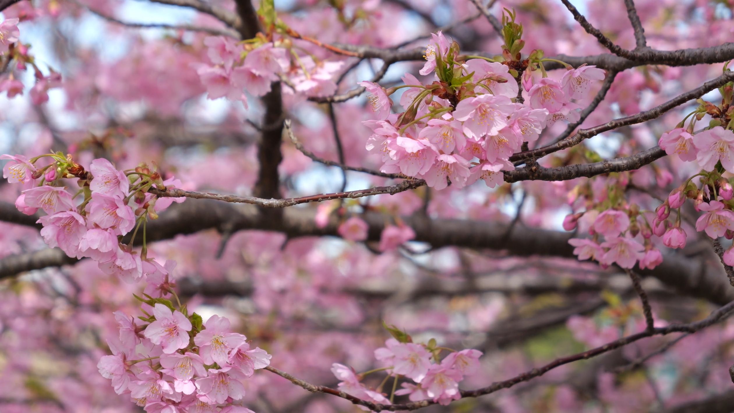 A close up of a cherry tree with pink flowers Free Stock Video Footage ...